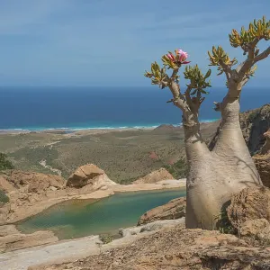 Socotra Yemen Print - Rocky Landscape with Tree Overlooking Ocean Socotra Yemen Print - Rocky Landscape with Tree Overlooking Ocean