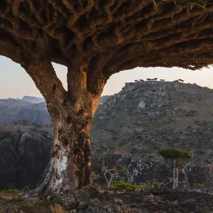 Dragons Blood Tree Print - Socotra Yemen Arid Landscape Dragons Blood Tree Print - Socotra Yemen Arid Landscape
