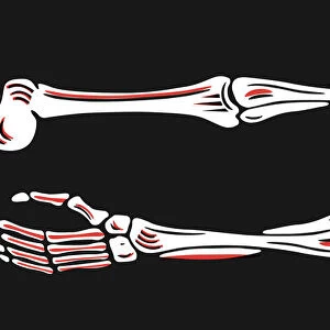 Arm bones