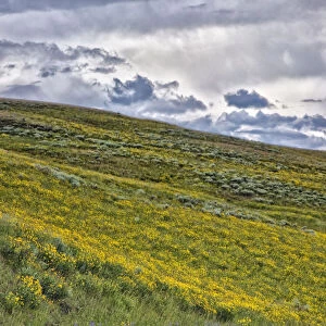 Arrowleaf balsamroot (Balsamorhiza sagittata) covering hillside, Yellowstone National Park, Wyoming, USA