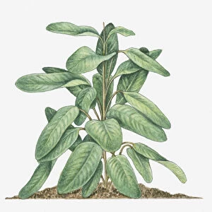 arrowroot, botany, cut out, day, flora, green, herb, large, leaf, maranta arundinacea