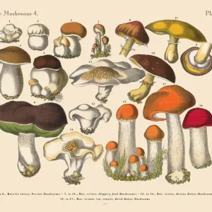 The Art of Botanical Illustrations The Art of Botanical Illustrations
