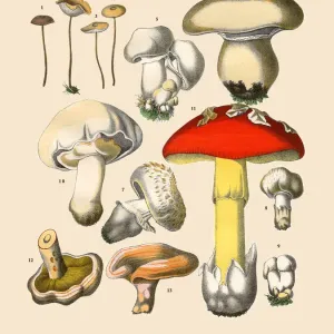 The Art of Botanical Illustrations The Art of Botanical Illustrations