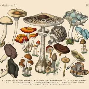 The Art of Botanical Illustrations The Art of Botanical Illustrations