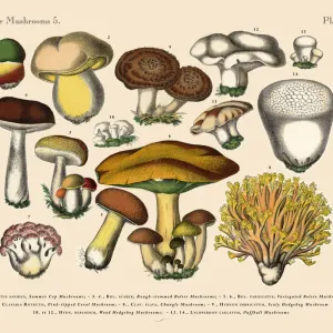 The Art of Botanical Illustrations The Art of Botanical Illustrations