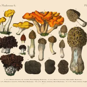 The Art of Botanical Illustrations The Art of Botanical Illustrations