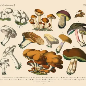 The Art of Botanical Illustrations The Art of Botanical Illustrations