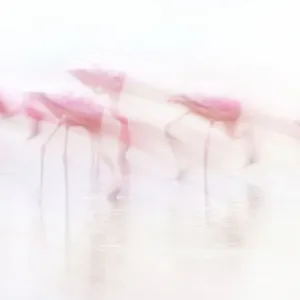 Art of Flamingos in High Key at Amboseli, Kenya