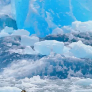 Art Wolfe Nature Print Art Wolfe Nature Print
