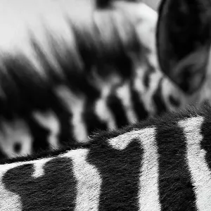 Art of Zebra Stripes and Mane at Nairobi National Park, Kenya