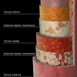The arterial wall
