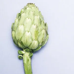 Artichoke Artichoke