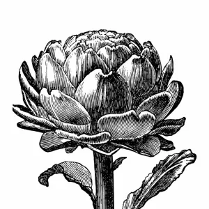 Artichoke