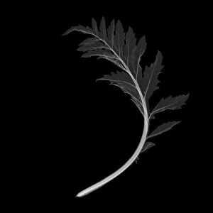 Artichoke leaf, X-ray
