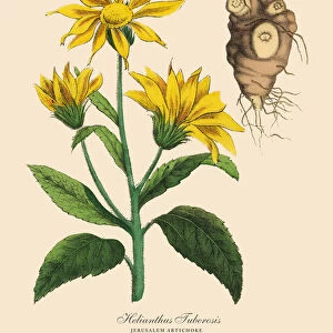 Artichoke, Root Crops and Vegetables, Victorian Botanical Illustration