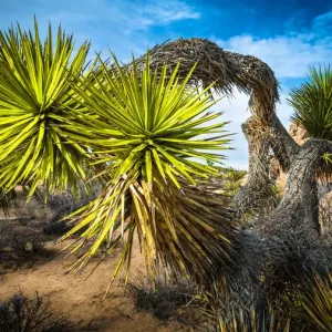 Artistic Bowing Joshua Tree Artistic Bowing Joshua Tree