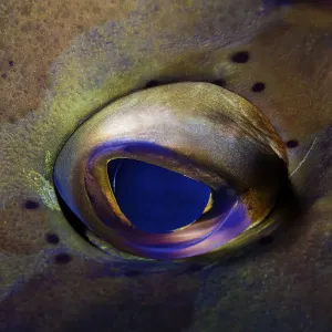 Artistic Grouper eye Artistic Grouper eye