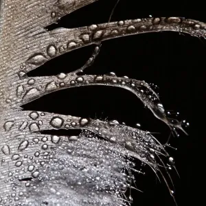 Artistic Peahen Feather Macro Photograph with Water Droplets Artistic Peahen Feather Macro Photograph with Water Droplets