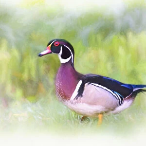 Artistic Portrait Digital Painting of Wood Duck in Grass