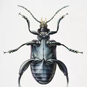 Artwork of a beetle viewed from beneath