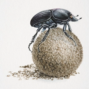 Artwork of dung beetle on top of a dung ball