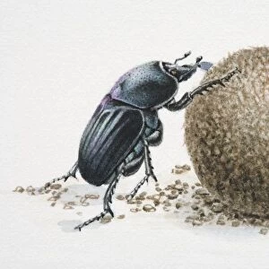 Artwork of a dung beetle, rolling dung