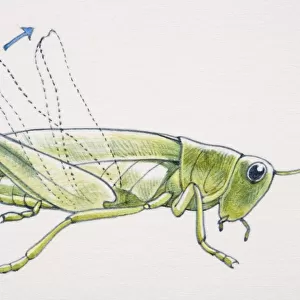 Artwork of a grasshopper making music with its leg