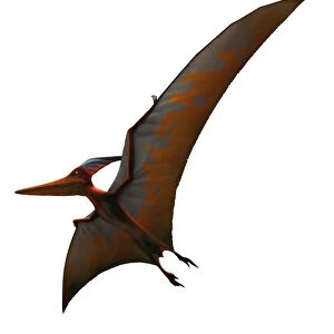 Artwork of pteranodon sternbergi