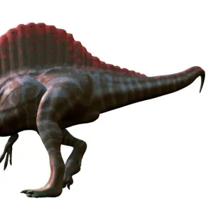 Artwork of a spinosaurus dinosaur