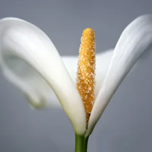 Arum Arum