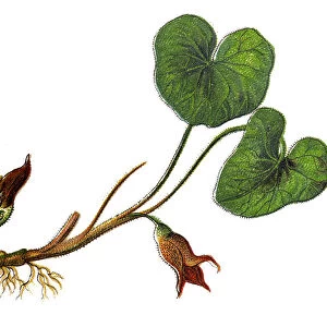 Asarum europaeum, commonly known as asarabacca, European wild ginger, hazelwort, and wild spikenard