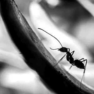 The Ascending Ant