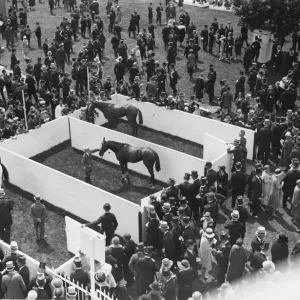 Ascot Paddock Ascot Paddock