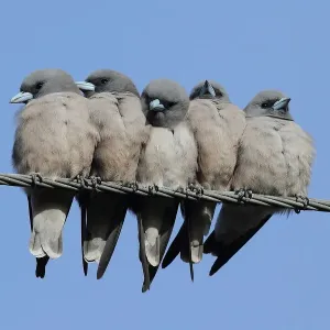Ashy Woodswallow Ashy Woodswallow