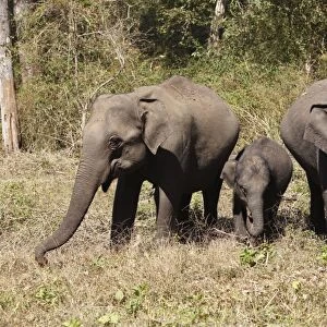 Asian, Asiatic or Indian elephants -Elephas maximus-, two females and a juvenile, Rajiv Gandhi National Park, Nagarhole National Park, Karnataka, South India, India, South Asia, Asia