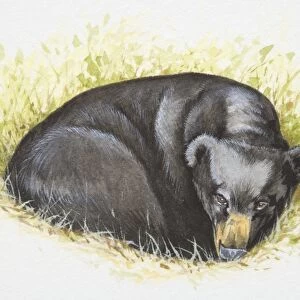 Asian Black Bear (Ursus thibetanus) lying curled up in grass