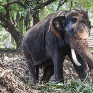 Asian Elephant -Elephas maximus-, Kerala, India Asian Elephant -Elephas maximus-, Kerala, India
