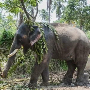 Asian Elephant -Elephas maximus-, Kerala, India Asian Elephant -Elephas maximus-, Kerala, India