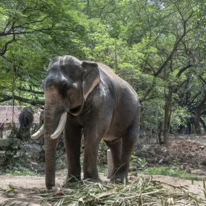 Asian Elephant -Elephas maximus-, Kerala, India Asian Elephant -Elephas maximus-, Kerala, India