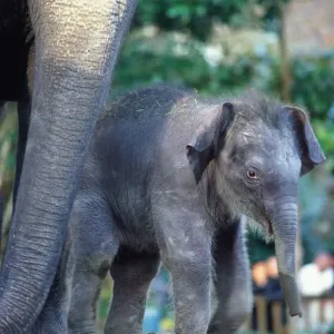 Asian Elephants (Elephas Maximus), Mother and Baby, Seattle, USA Asian Elephants (Elephas Maximus), Mother and Baby, Seattle, USA