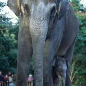 Asian Elephants (Elephas Maximus), Mother and Baby, Seattle, USA Asian Elephants (Elephas Maximus), Mother and Baby, Seattle, USA