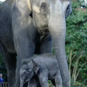 Asian Elephants (Elephas Maximus), Mother and Baby Asian Elephants (Elephas Maximus), Mother and Baby