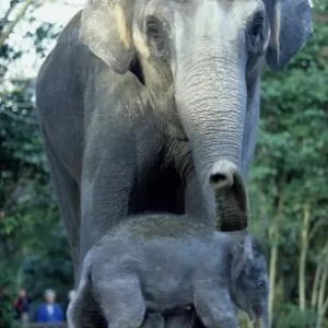 Asian Elephants (Elephas Maximus), Mother and Baby Asian Elephants (Elephas Maximus), Mother and Baby