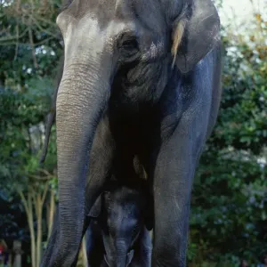 Asian Elephants (Elephas Maximus), Mother and Baby Asian Elephants (Elephas Maximus), Mother and Baby