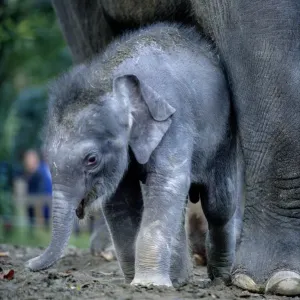 Asian Elephants (Elephas Maximus), Mother and Baby Asian Elephants (Elephas Maximus), Mother and Baby