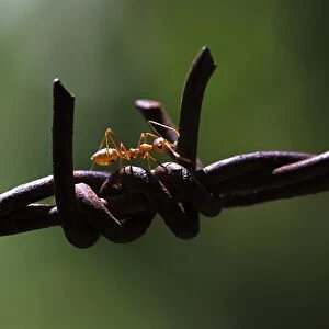 Asian Weaver Ant -Oecophylla smaragdina- on barbed wire