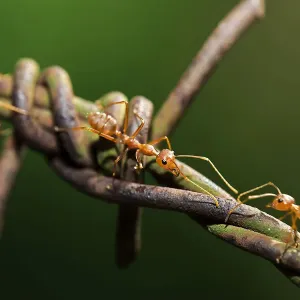 Asian Weaver Ants -Oecophylla smaragdina- on barbed wire Asian Weaver Ants -Oecophylla smaragdina- on barbed wire
