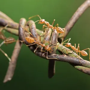 Asian Weaver Ants on Barbed Wire Print