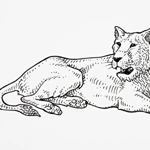 Asiatic Lion (Panthera leo persica), roaring