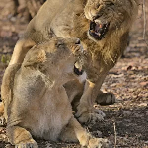 Asiatic Lions -Panthera leo persica-, mating, Gir Forest National Park, Gir Sanctuary, Gujarat, India